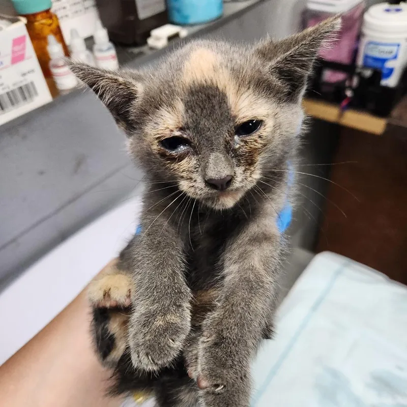 A baby small-sized female Black Domestic Short Hair cat named Barbie for adoption in Summerville, SC