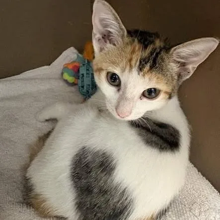 A baby small-sized female Domestic Short Hair cat named Sprinkle for adoption in Cleveland, MS