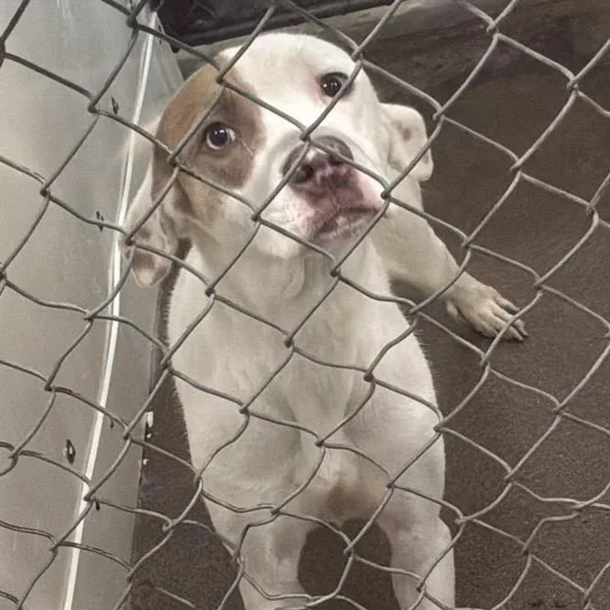 An adult medium-sized female White / Cream Mixed Breed dog named Juliet for adoption in Springboro, OH