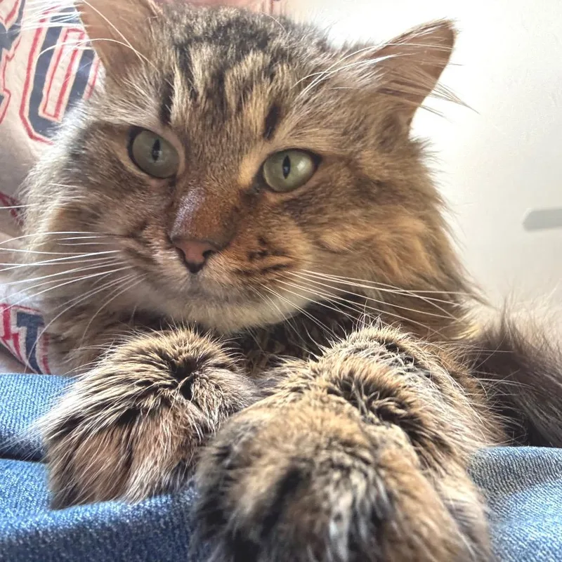An adult large-sized male Domestic Medium Hair cat named Merlin for adoption in Cumming, GA