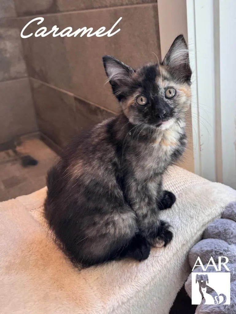 A baby small-sized female Domestic Long Hair cat named Caramel for adoption in Magnolia, TX