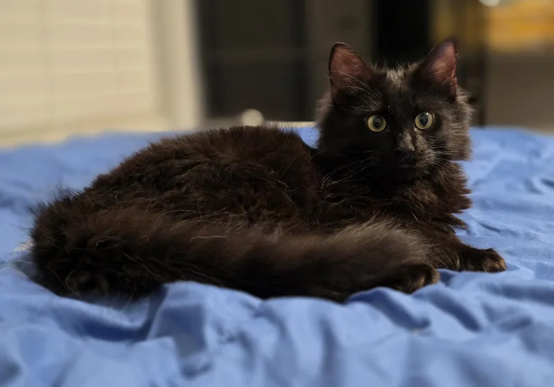 A baby medium-sized male Smoke Maine Coon cat named Andri for adoption in Wilmington, NC