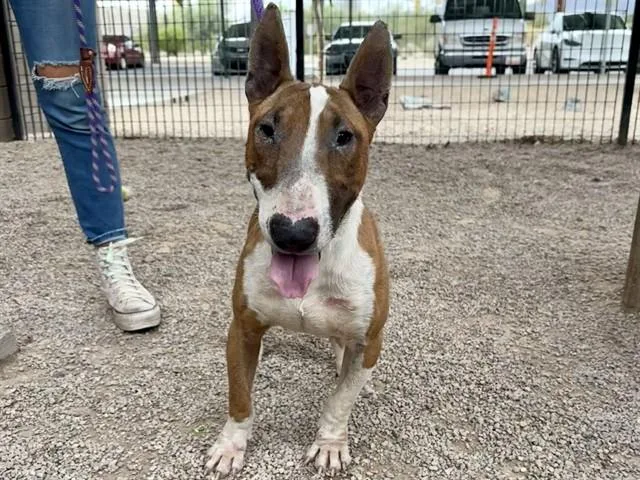 An adult medium-sized male Bull Terrier dog named Sturgill for adoption in Tucson, AZ