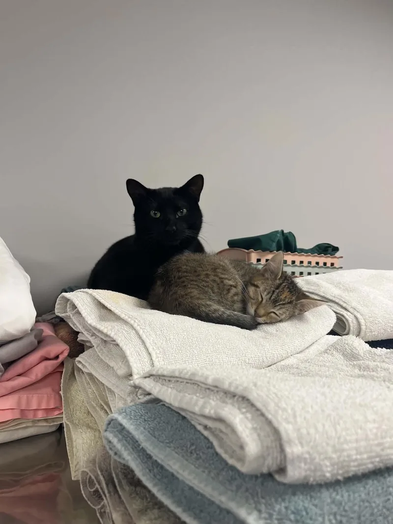 A baby small-sized female Domestic Short Hair cat named Pie for adoption in Mount Pleasant, SC