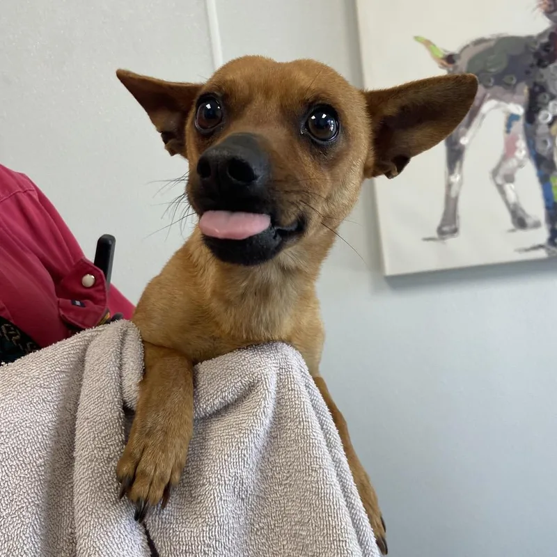 An adult small-sized male Brown / Chocolate Chihuahua dog named Ohio for adoption in Abilene, TX