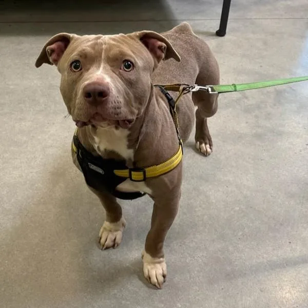 An adult medium-sized female Staffordshire Bull Terrier dog named Dumplin for adoption in Des Moines, IA