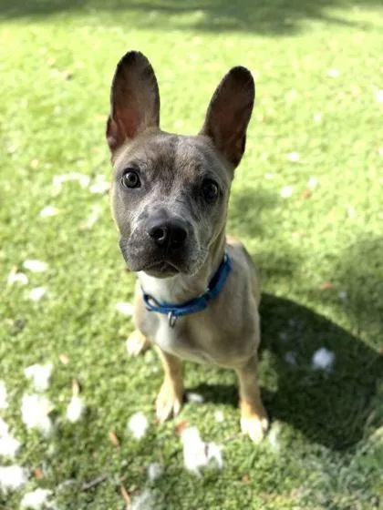 A young medium-sized female American Bulldog dog named Mocha for adoption in Daytona Beach, FL