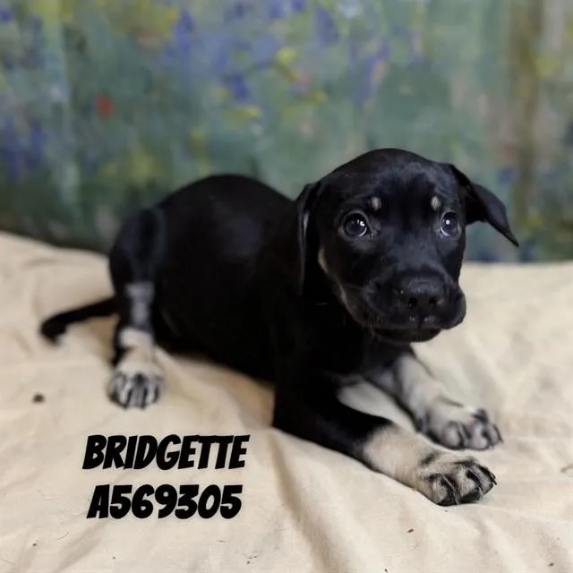A baby medium-sized female Rottweiler dog named Bridgette for adoption in Huntsville, AL