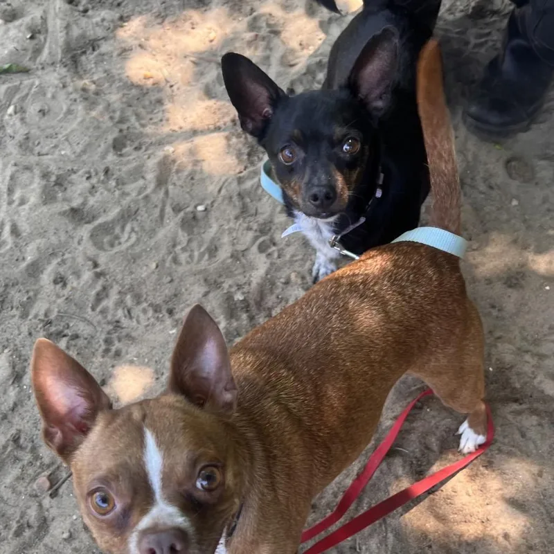 A senior small-sized male Black Chihuahua dog named Link for adoption in Pensacola, FL