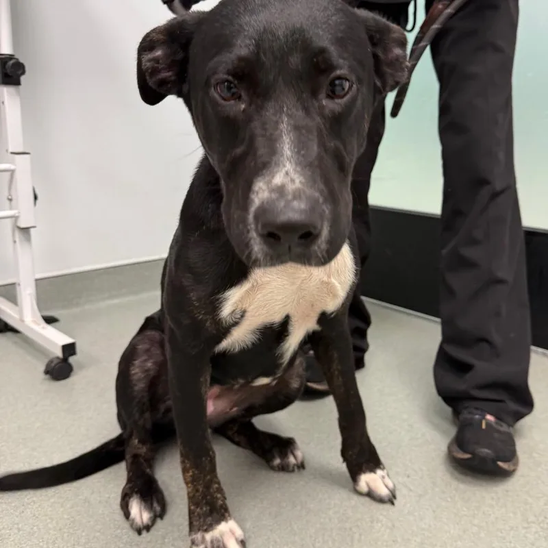 A young medium-sized female Black Labrador Retriever dog named Extra Toasty for adoption in Abilene, TX