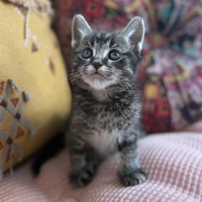 A baby small-sized male Black Domestic Short Hair cat named Tiger for adoption in Tustin, CA