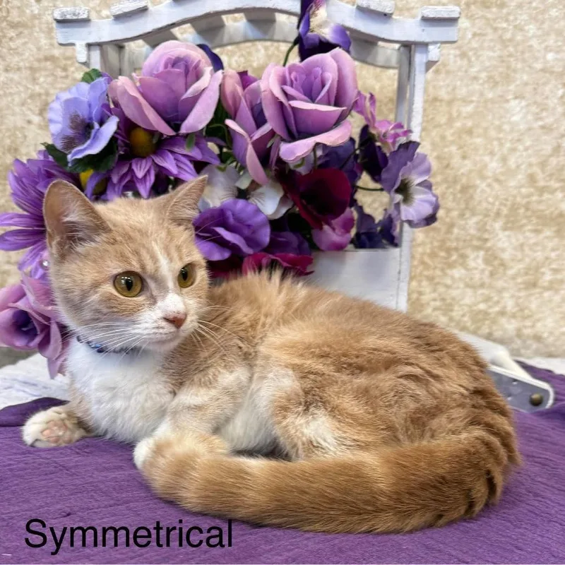 An adult small-sized female Buff / Tan / Fawn Domestic Short Hair cat named Symmetrical for adoption in Parkersburg, WV