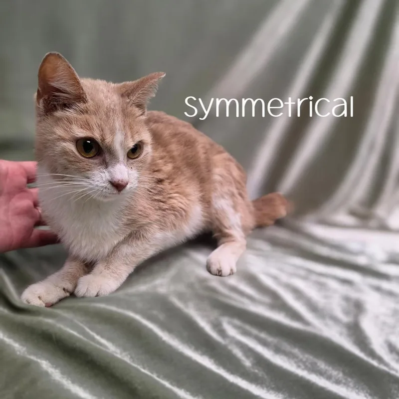Symmetrical thumbnail 5