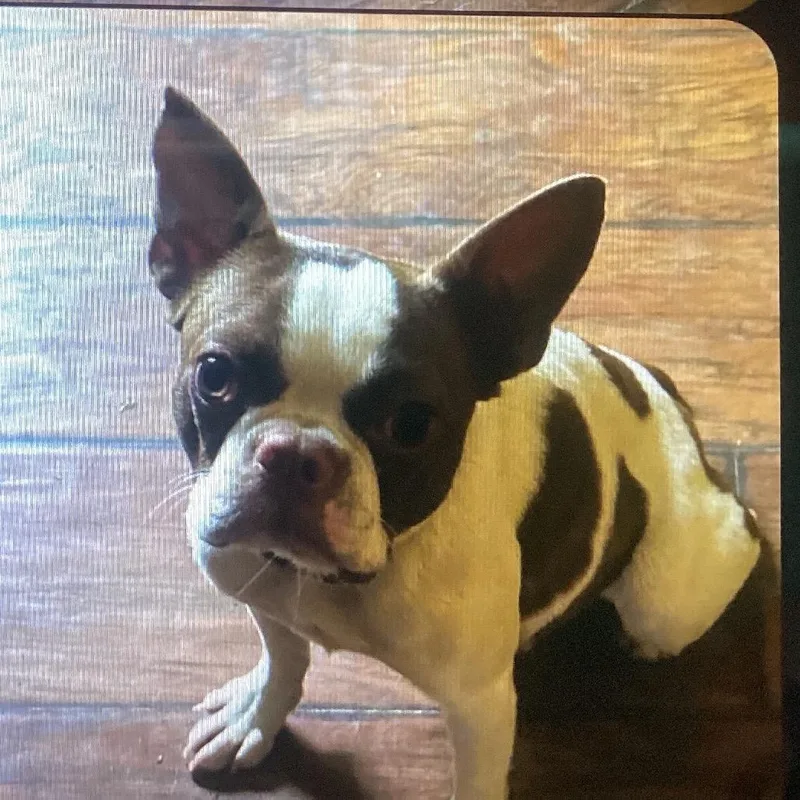 A young small-sized female White / Cream Boston Terrier dog named Bunny for adoption in New Orleans, LA