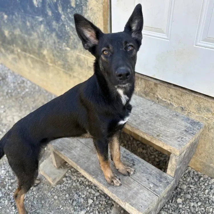 A young medium-sized female Tricolor (Brown, Black, & White) German Shepherd Dog dog named Shenzi for adoption in Chuckey, TN