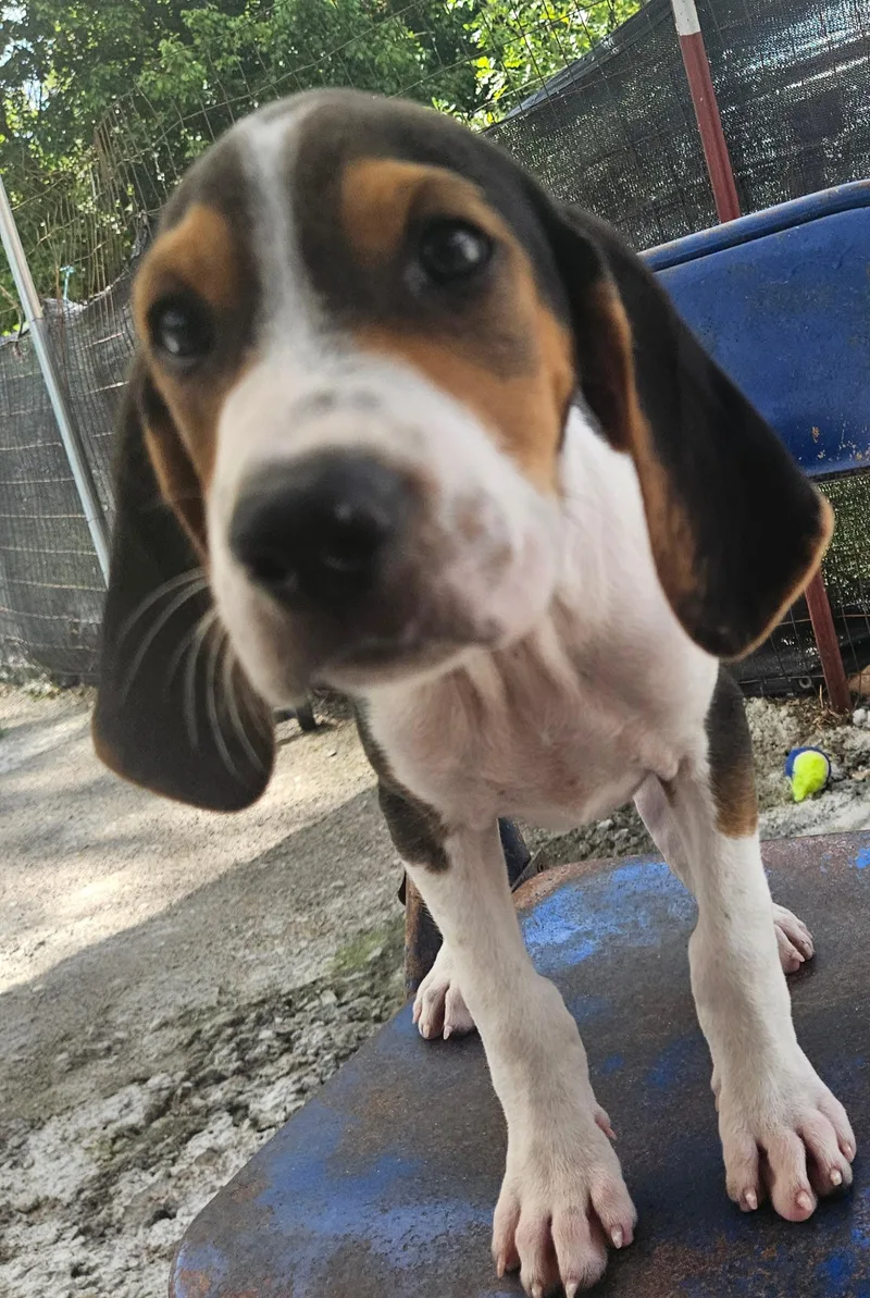 A baby large-sized female Coonhound dog named Malibu for adoption in Tracy City , TN