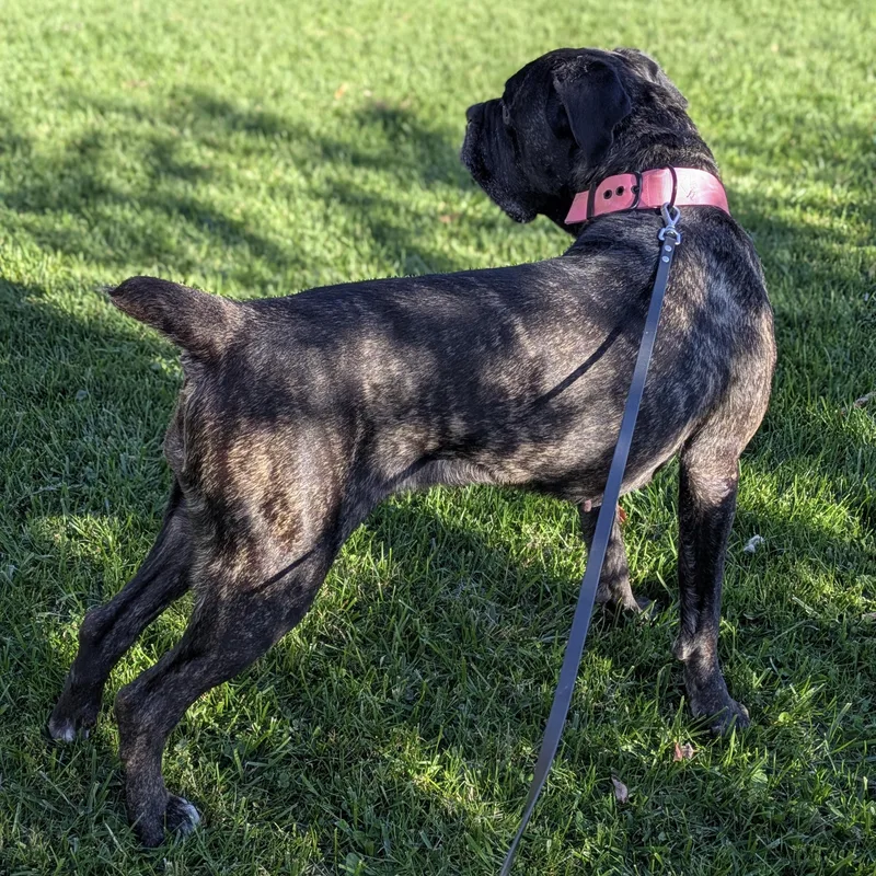 An adult large-sized female Mixed Breed dog named Braleigh for adoption in Syracuse, NY