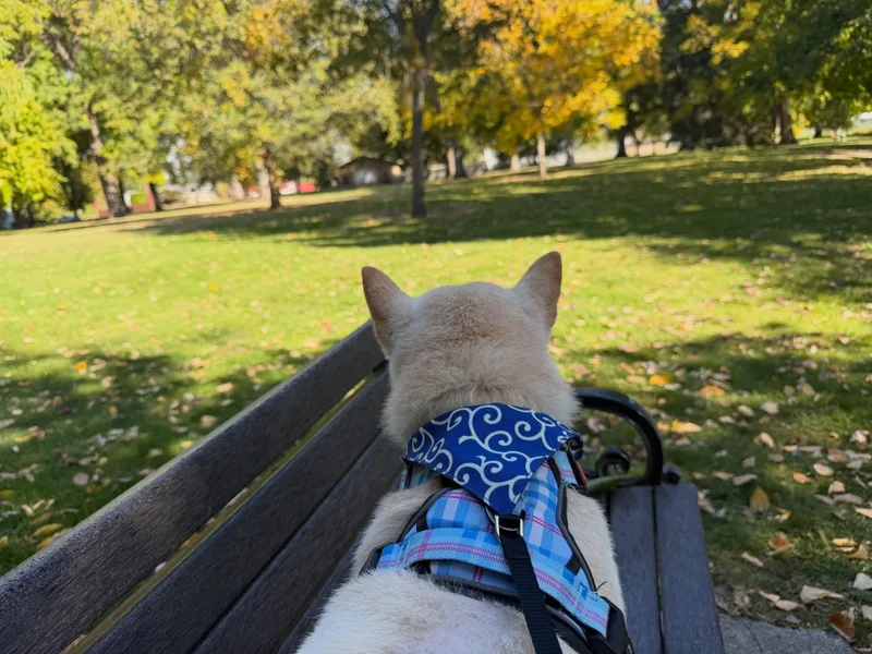 An adult small-sized male Shiba Inu dog named Possum for adoption in Hermiston, OR