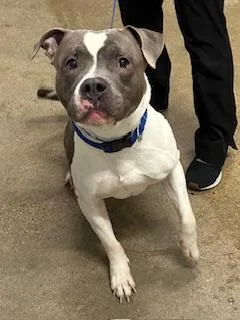 Carl Jr. thumbnail 2