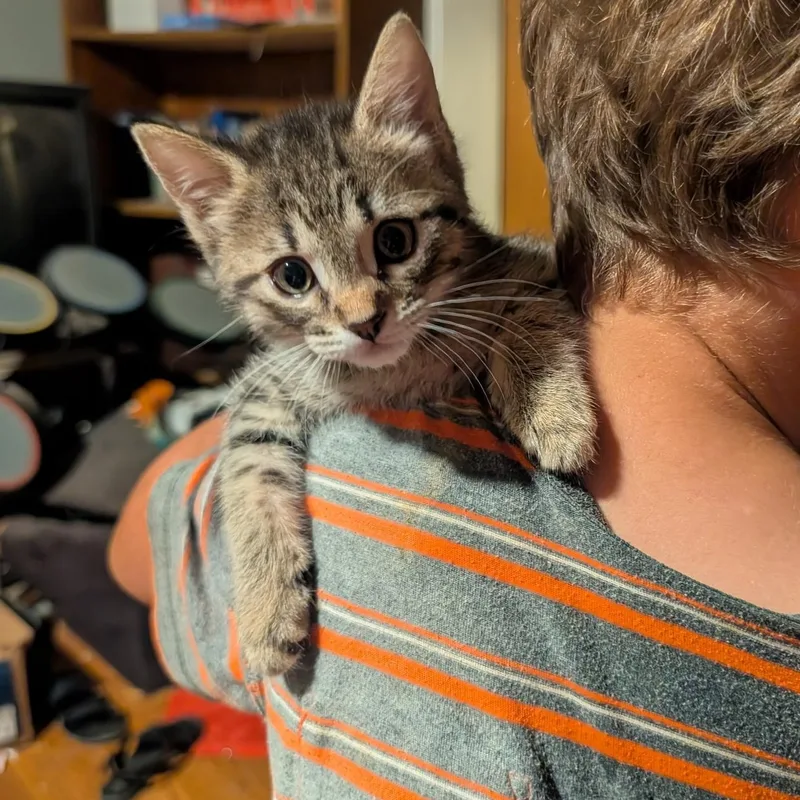 A baby small-sized female Tabby (Brown / Chocolate) Domestic Short Hair cat named Chirp for adoption in Marfa, TX