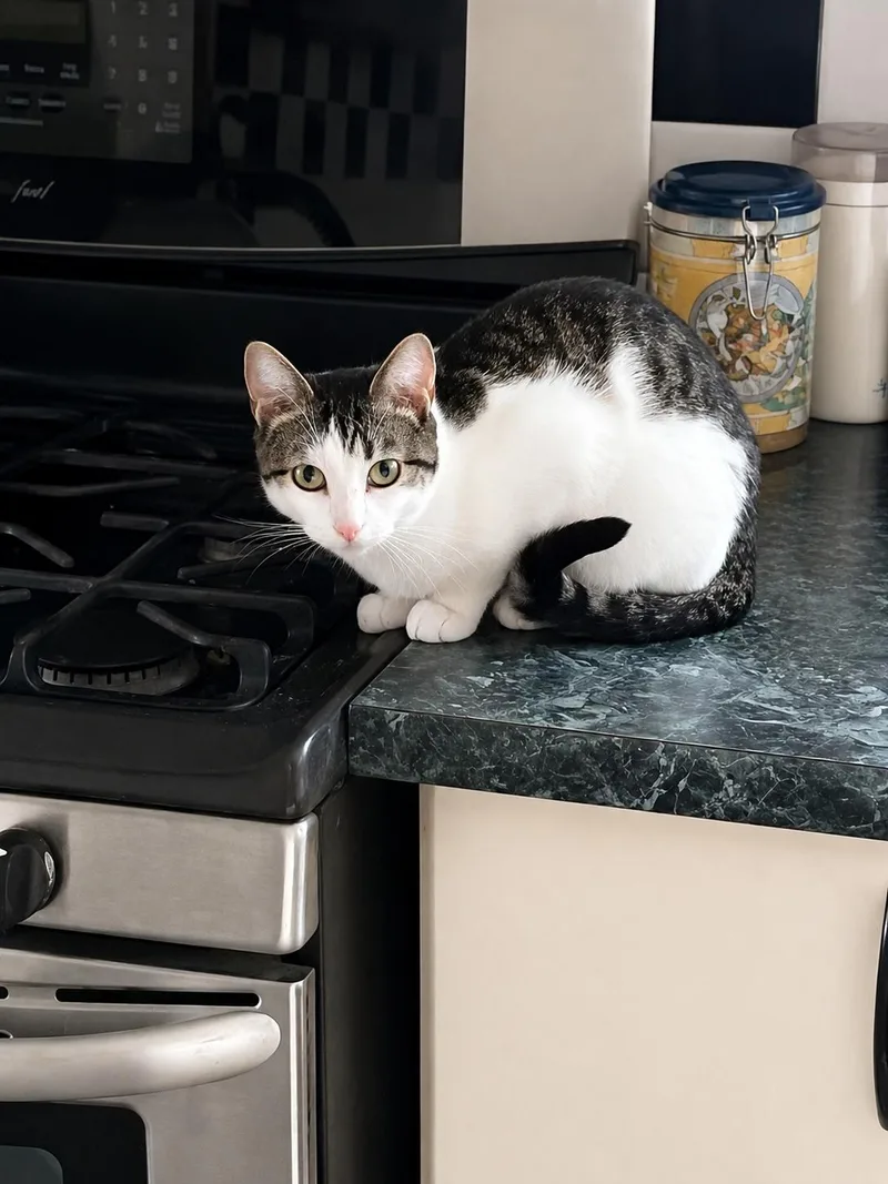 An adult medium-sized female Brown / Chocolate Domestic Short Hair cat named Oona Pretty Petite for adoption in Bloomfield, NJ