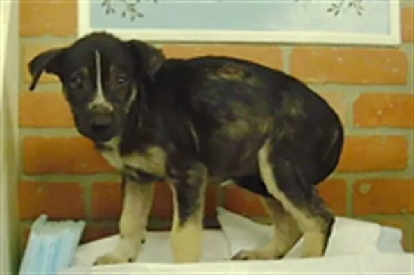 A baby small-sized male Siberian Husky dog named A for adoption in Houston, TX
