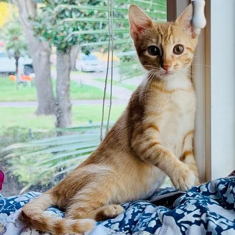 A baby small-sized male Orange / Red Domestic Short Hair cat named Frog for adoption in Houston, TX
