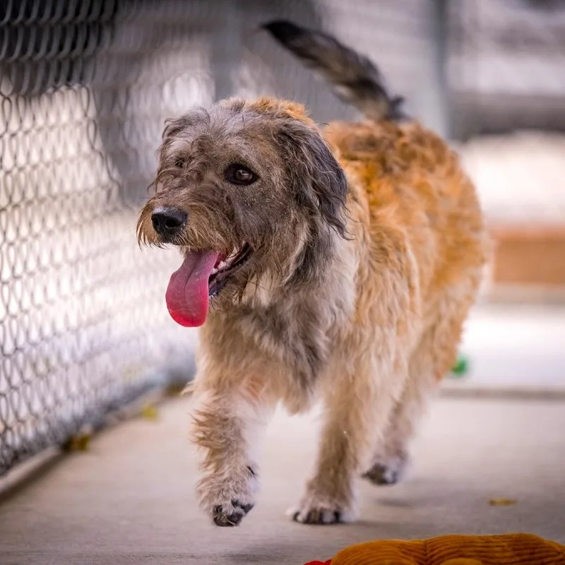 A baby small-sized male Poodle dog named Tucker for adoption in Joshua Tree, CA