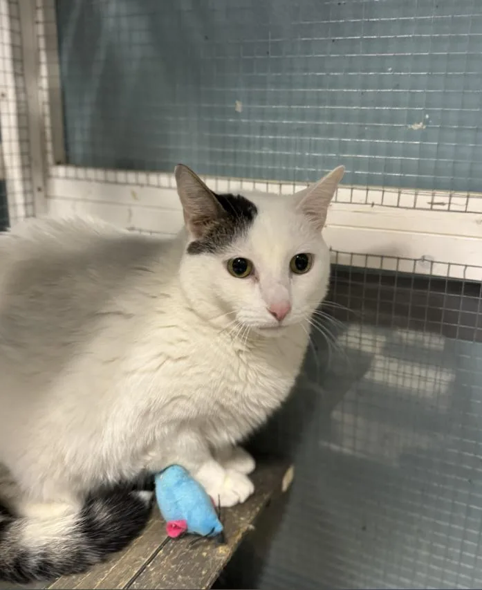 An adult medium-sized male White Domestic Short Hair cat named Hanky for adoption in Chicago, IL