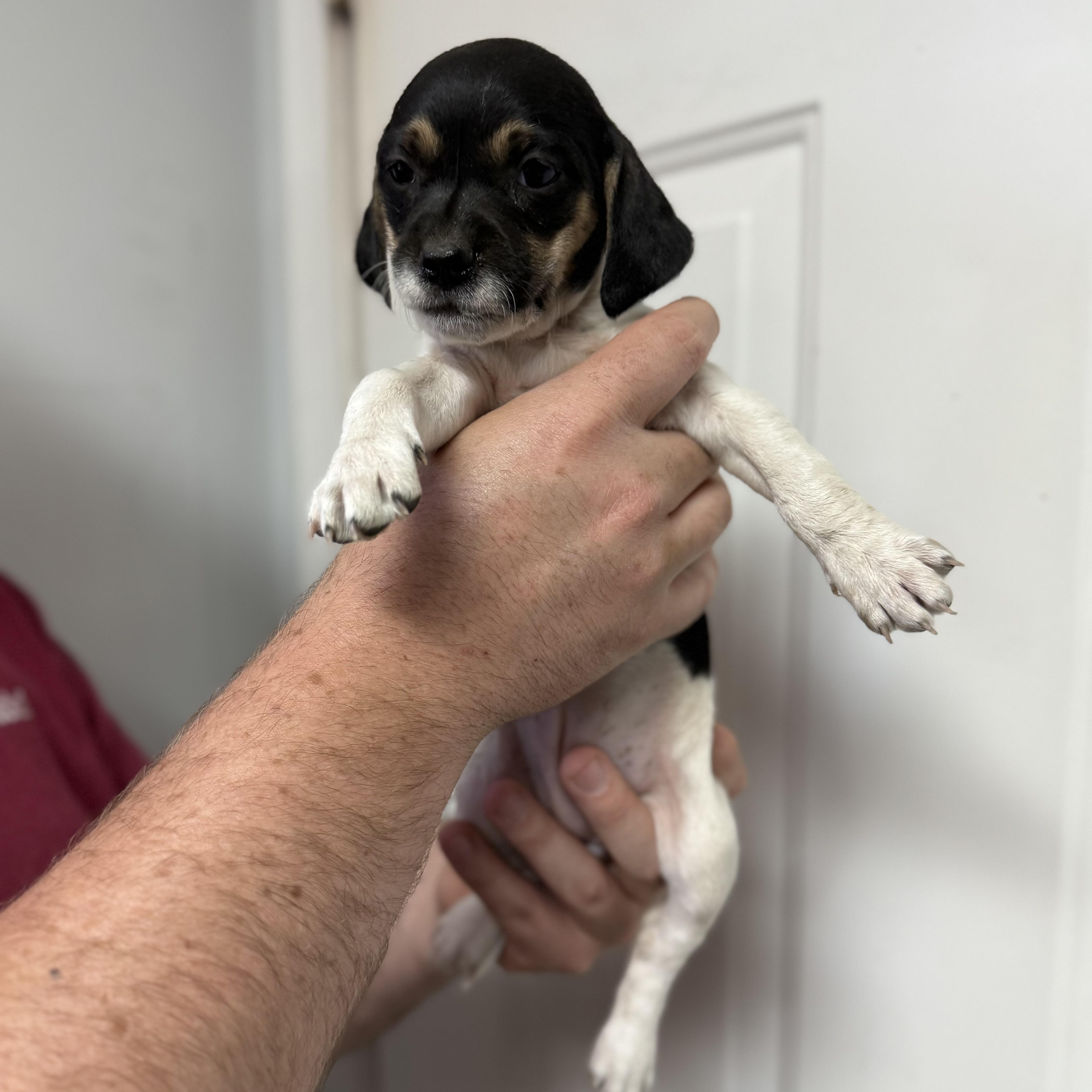 Grilled Nuggets thumbnail 2