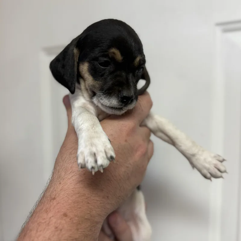 Grilled Nuggets thumbnail 3