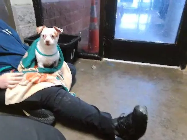 An adult small-sized male Chihuahua dog named Peppa Pig for adoption in Tulsa, OK