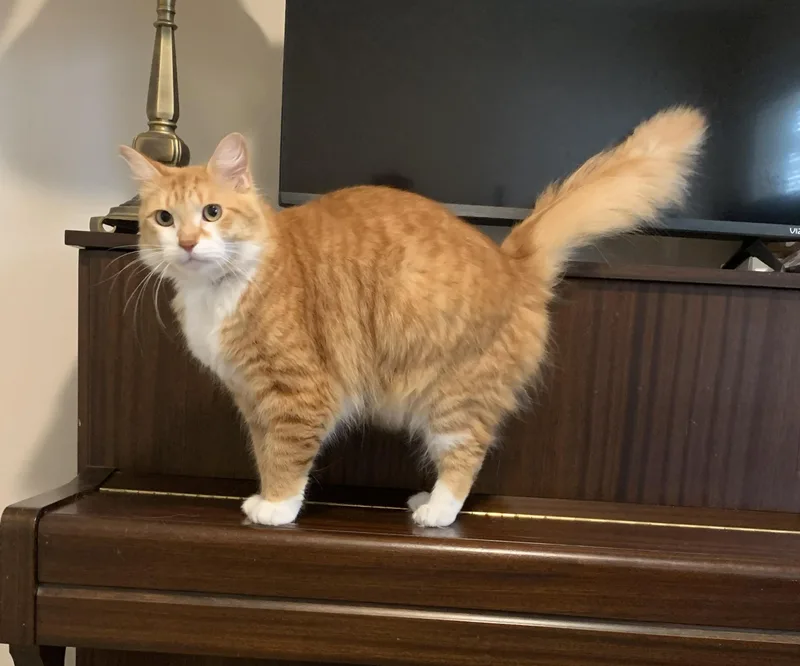 An adult large-sized male Orange & White Domestic Medium Hair cat named Drake for adoption in Hollister, CA