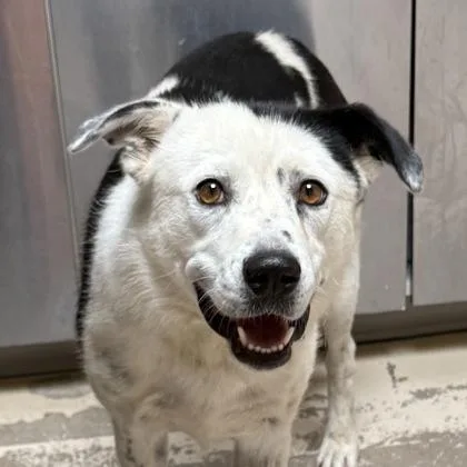 An adult small-sized male Cattle Dog dog named Quest for adoption in Phoenix, AZ