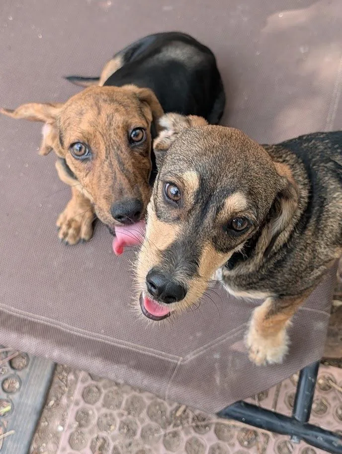 A baby small-sized male Dachshund dog named Pupper for adoption in Mission, TX