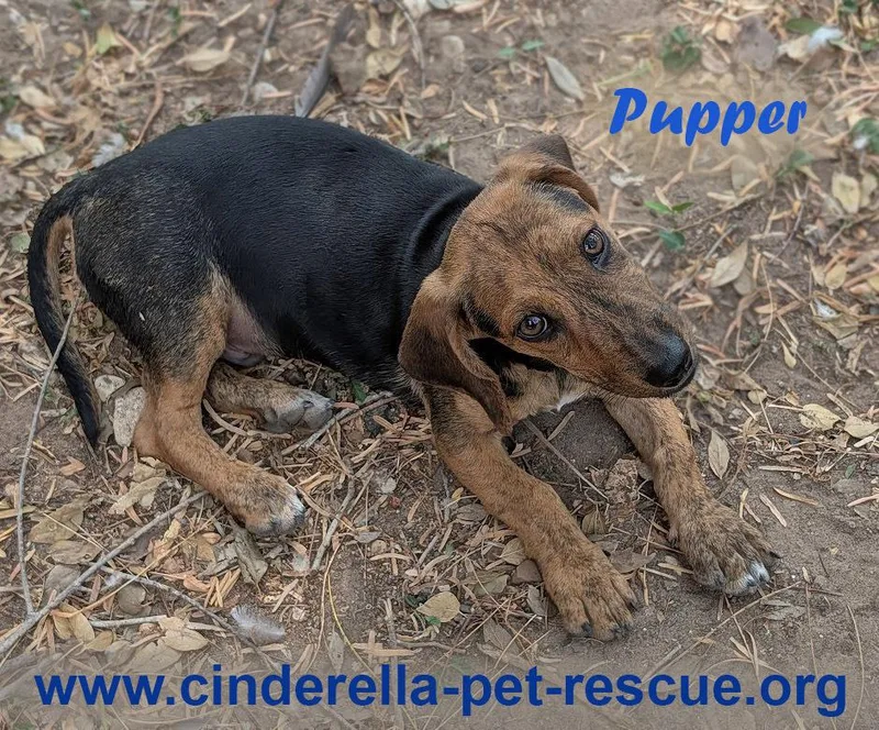 Pupper thumbnail 2