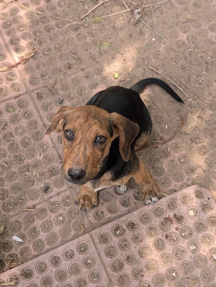 Pupper thumbnail 3