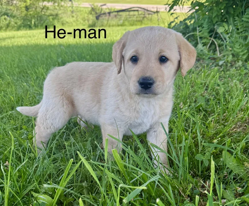 A baby large-sized male Labrador Retriever dog named Heman for adoption in Iron Ridge, WI