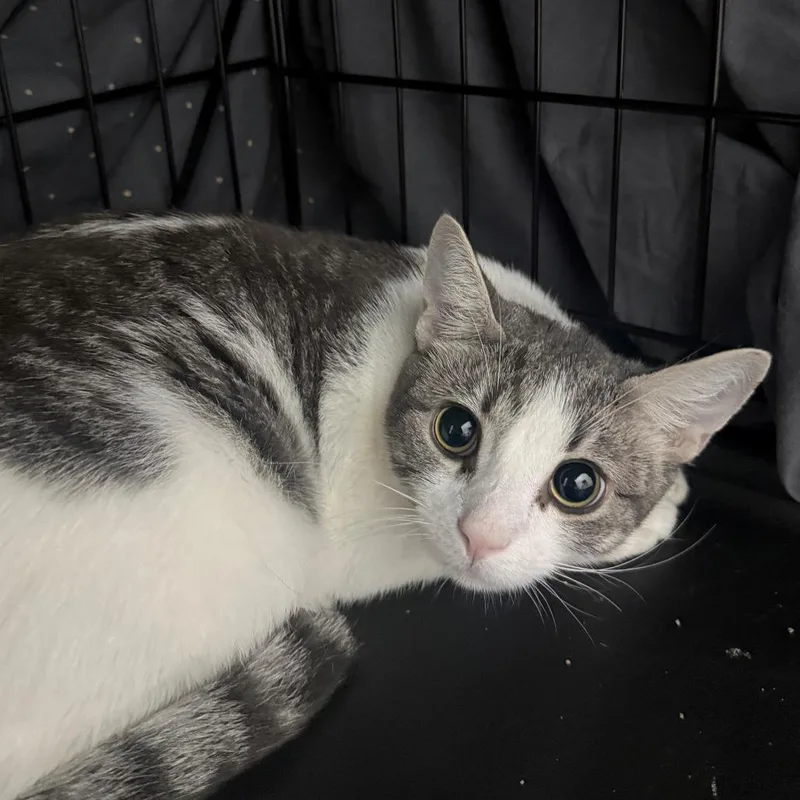 An adult small-sized female Gray / Blue / Silver Domestic Short Hair cat named Tulip for adoption in Branford, CT
