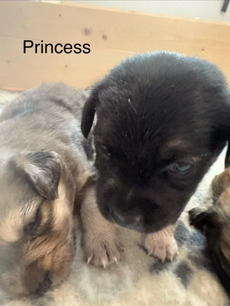 A baby medium-sized female Spaniel dog named Princess for adoption in West Bloomfield, MI