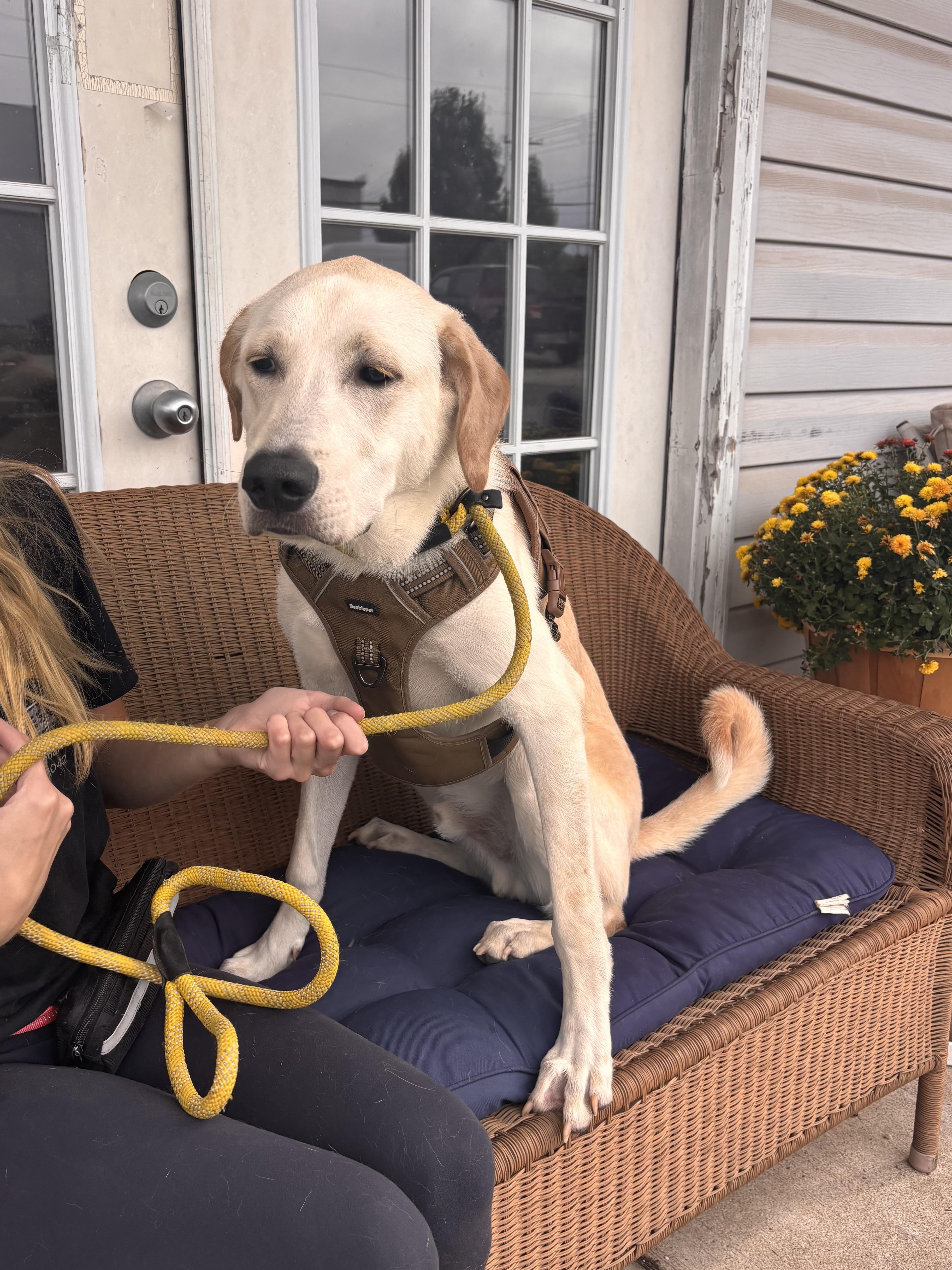 A young medium-sized male Yellow Labrador Retriever dog named Monkey for adoption in Ellicott City, MD