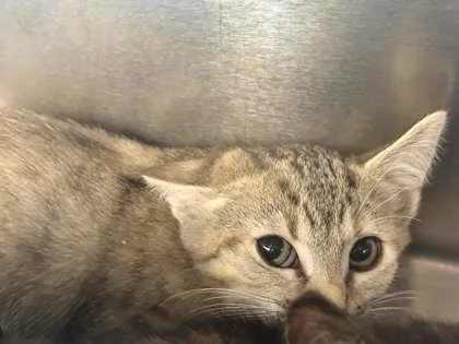 A baby small-sized female Domestic Short Hair cat named Brooks for adoption in Memphis, TN