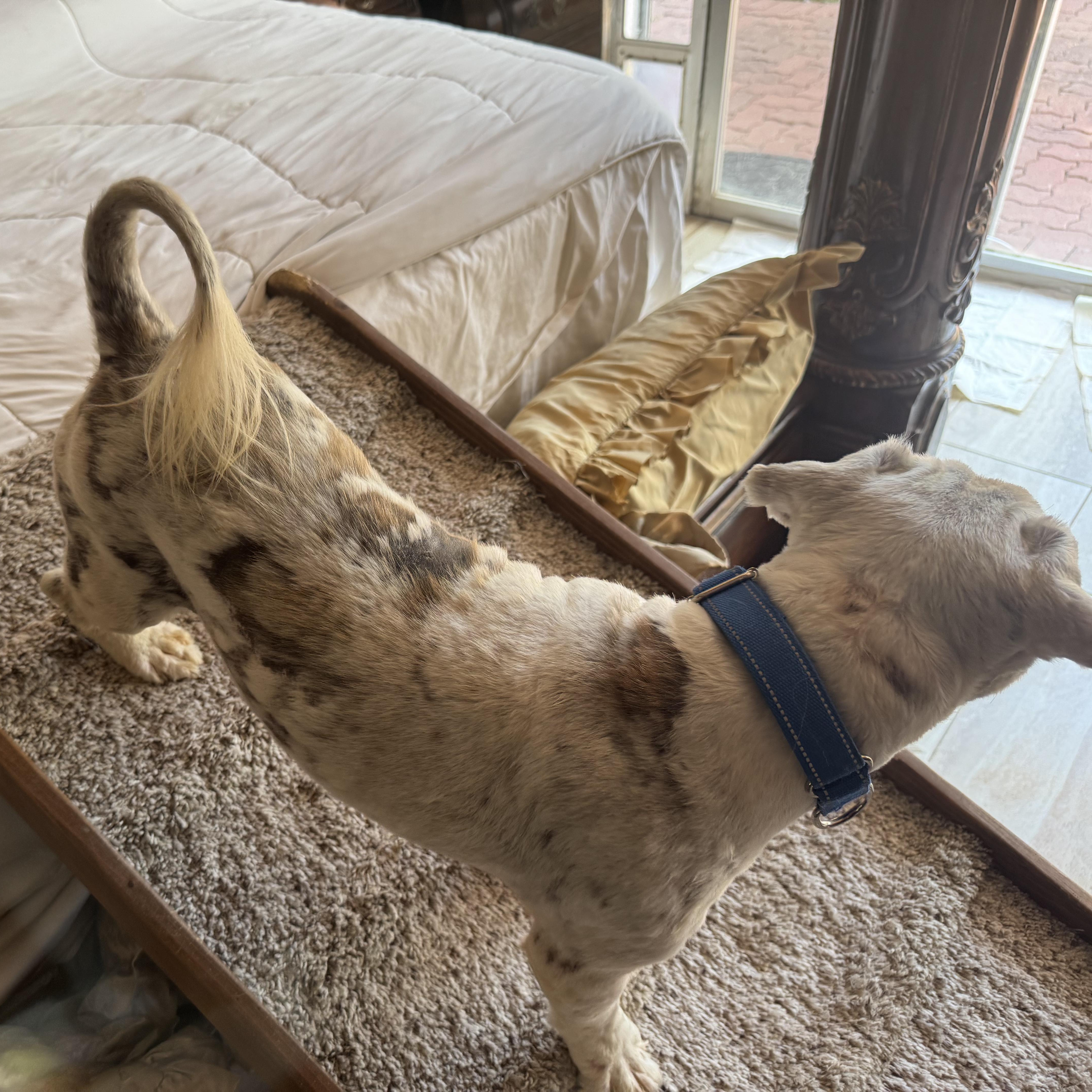 A young small-sized male Yellow / Tan / Blond / Fawn Lhasa Apso dog named Chance for adoption in CORPUS CHRISTI, TX
