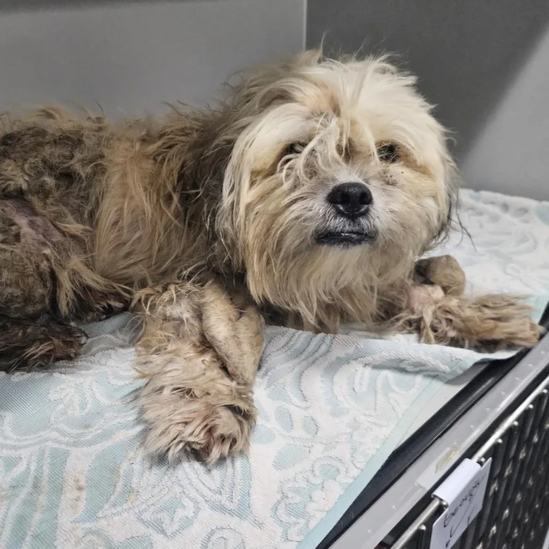 Chance thumbnail 2