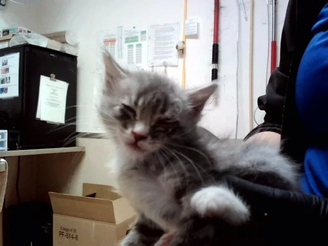 A baby small-sized female Domestic Medium Hair cat named A for adoption in Martinez, CA