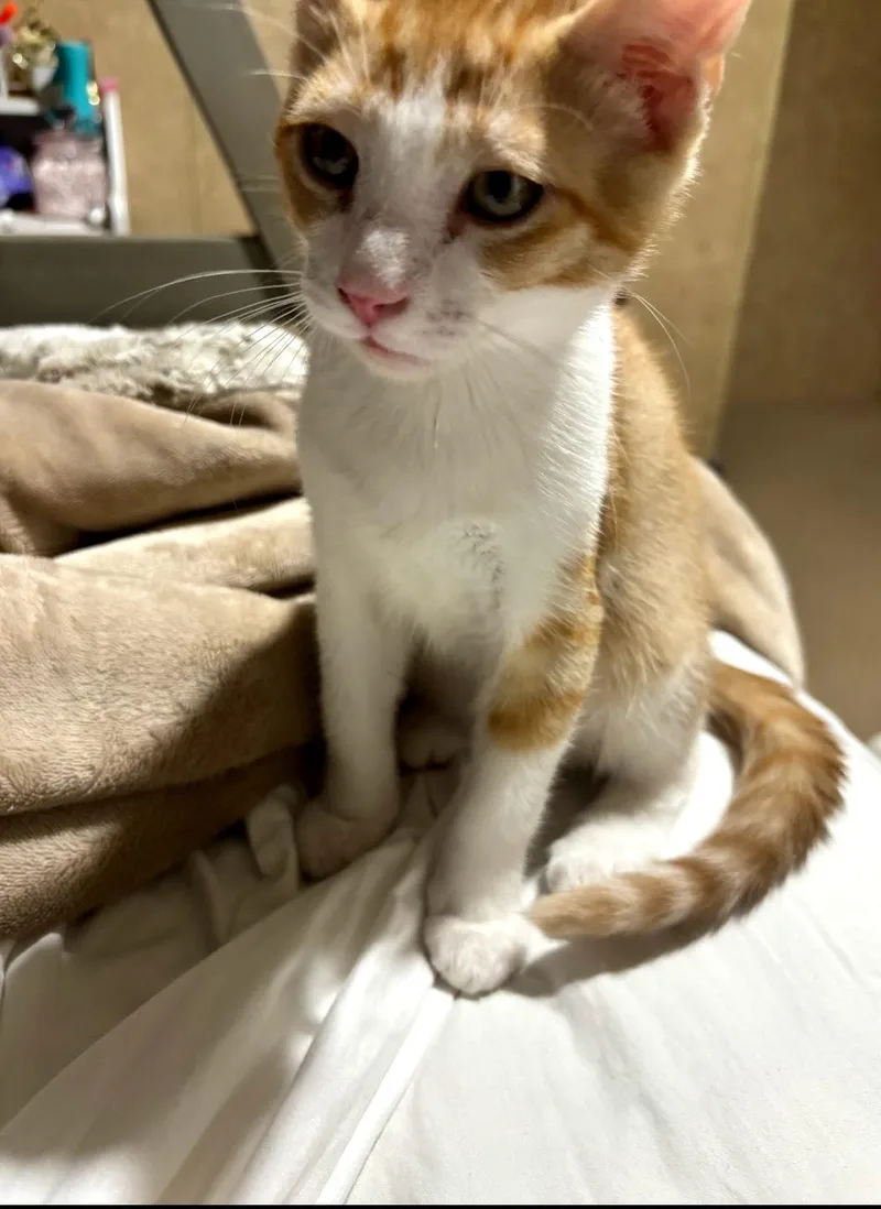 A baby medium-sized male Orange & White Tabby cat named Cheesecake for adoption in Semmes, AL