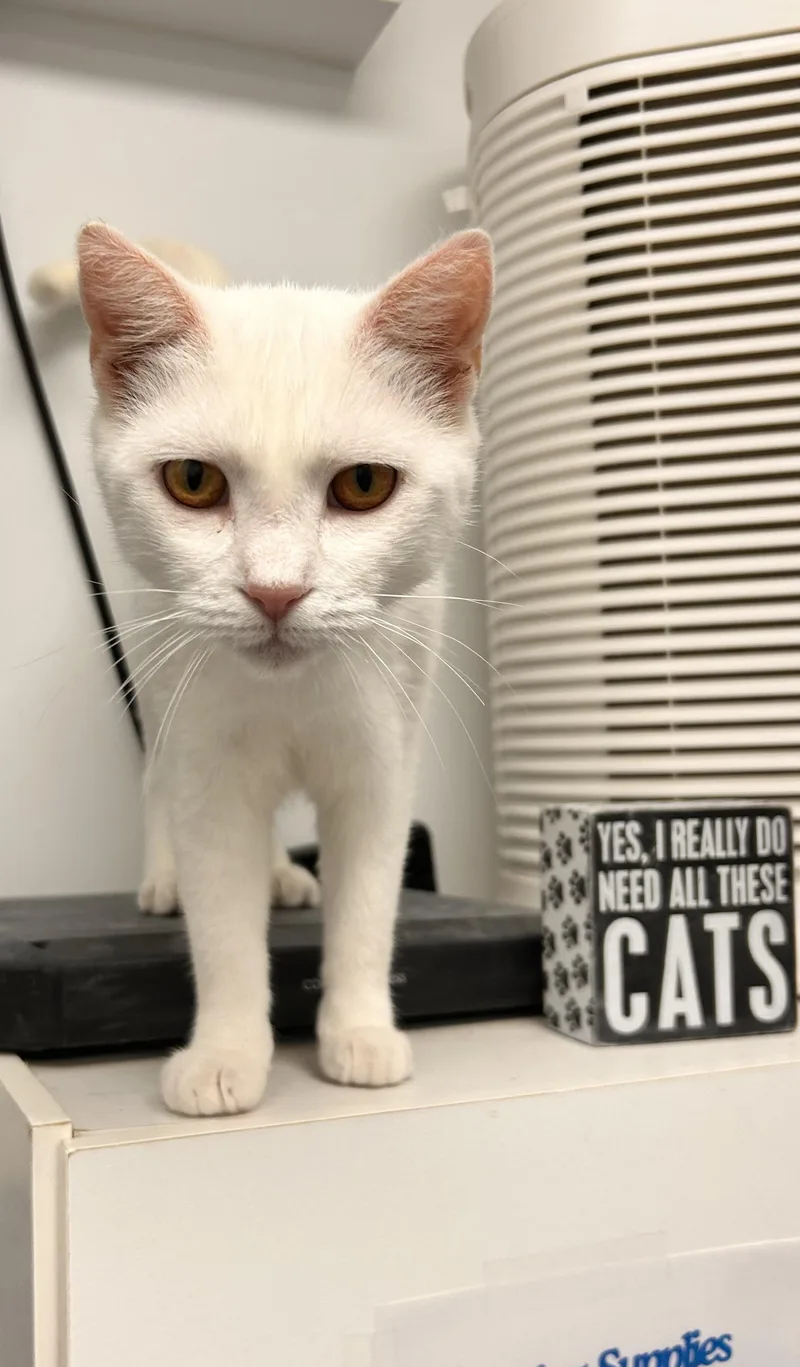 A young medium-sized male White Domestic Short Hair cat named Narcissa for adoption in Hudsonville, MI