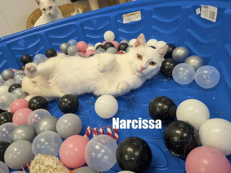 Narcissa thumbnail 4