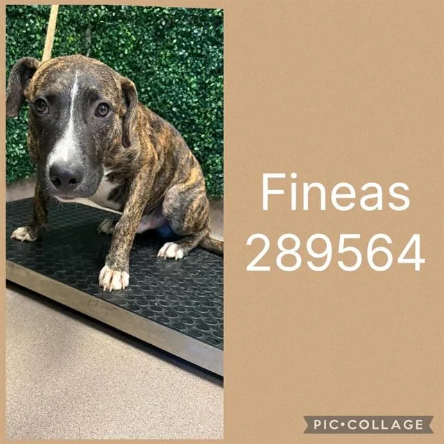 A young small-sized male Mixed Breed dog named Fineas for adoption in Macon, GA