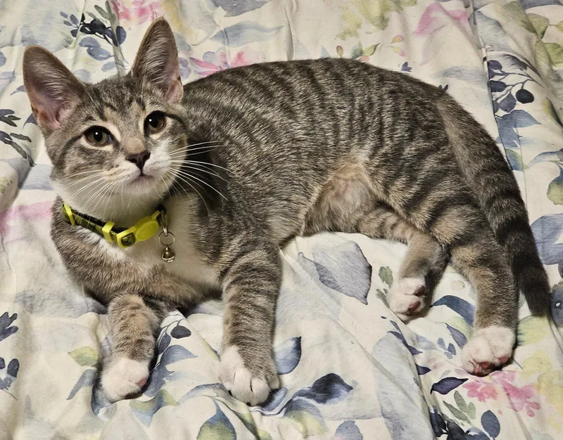 A baby small-sized male Domestic Short Hair cat named Mongo for adoption in Newport, KY